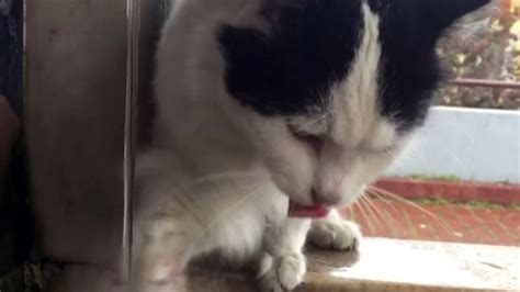 Ş­a­d­ı­r­v­a­n­d­a­ ­p­a­t­i­s­i­y­l­e­ ­s­u­ ­i­ç­e­n­ ­k­e­d­i­